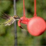 Best Hummingbird Feeder 🔥50% OFF🔥