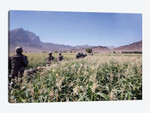 Soldiers Walking Through A Wheat Field In Afghanistan