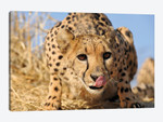 Cheetah Close Up And Personal