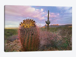 Saguaro And Giant Barrel Cactus With Panther And Safford Peaks In Distance, Saguaro National Park, Arizona