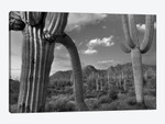 Saguaro cacti, Tucson Mountains, Arizona