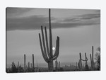 Saguaro cacti and moon, Saguaro National Park, Arizona