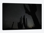 Cardon Cacti By Night With Stars, El Vizcaino Biosphere Reserve, Mexico