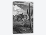 Saguaro and the Superstition Mountains, Lost Dutchman State Park, Arizona
