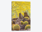 USA, Arizona, Desert Botanic Garden. Cactus garden and rocks.
