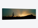 Desert Sunbeams, Near Phoenix, Arizona, USA