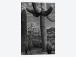 Saguaro cacti, Tucson Mountains, Arizona