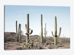 Cactus Land