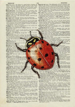 Beetles Red Colored Print Animal Insect Wild Nature Lover Home Dictionary Decot Gift