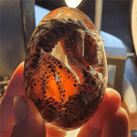 Lava Dragon Egg 🔥HOT DEAL - 50% OFF🔥