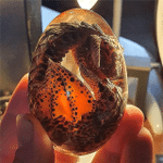 Lava Dragon Egg 🔥 FREE SHIPPING🔥