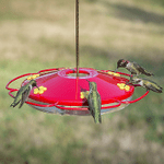 💥50% OFF💥Bill's Best Hummingbird Feeder With Perch And Built-in Ant Moat