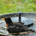 💥50% OFF TODAY💥Solar Powered Hummingbird Fountain and Bionic Bird - Limited Buy 2 Get 1 FREE