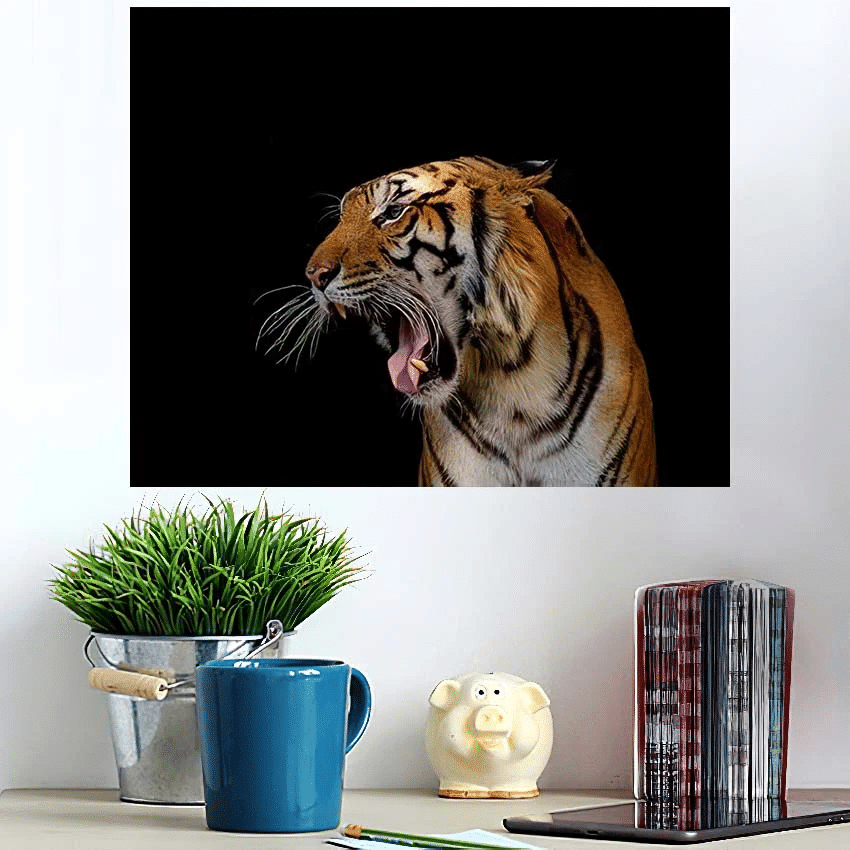 Closeup Head Tiger On Black Background - Tiger Animals Poster Art Print