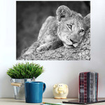Cute Lion Cub Black White - Lion Animals Poster Art Print
