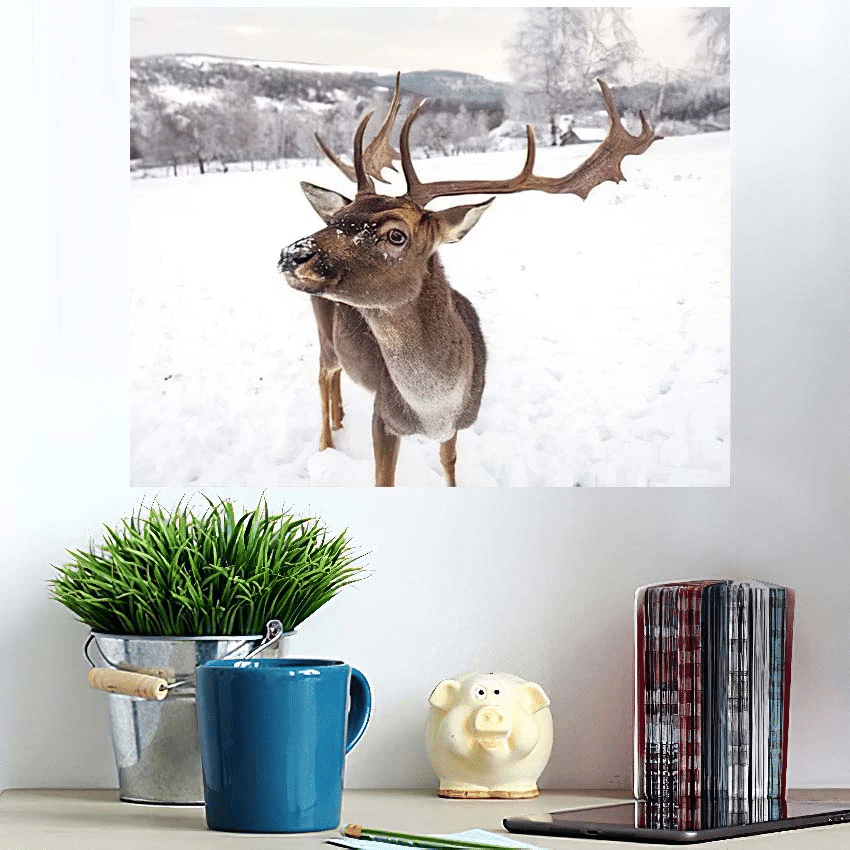 Deer Winter - Deer Animals Poster Art Print