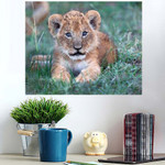Cute Two Week Old Baby Lion - Lion Animals Poster Art Print