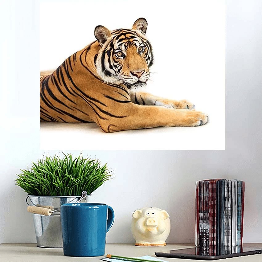 Crouching Young Siberian Tiger Isolated On - White Tiger Animals Poster Art Print