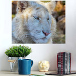 Cute Young White Tiger Cub Game - Tiger Animals Poster Art Print