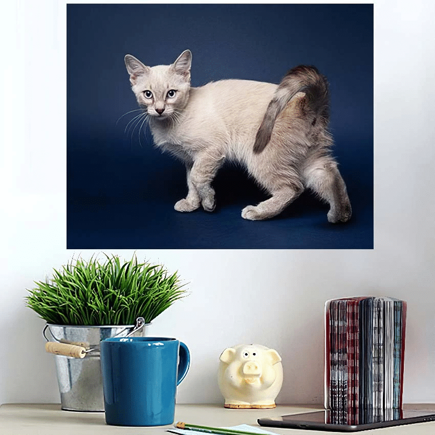 Cute Tabby Colorpoint Kitten Dark Blue - Tiger Animals Poster Art Print