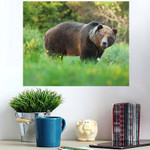 European Brown Bear Ursus Arctosdominant Nature - Bear Animals Poster Art Print