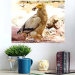 Egyptian Vulture Socotra Island Yemen - Eagle Animals Poster Art Print