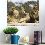 Family Lions Resting Sun Looking Alert - Lion Animals Poster Art Print