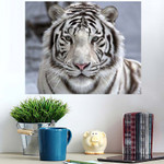 Face White Bengal Tiger Closeup Portrait - Tiger Animals Poster Art Print