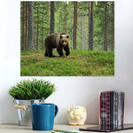 European Brown Bear Forest Landscape - Bear Animals Poster Art Print