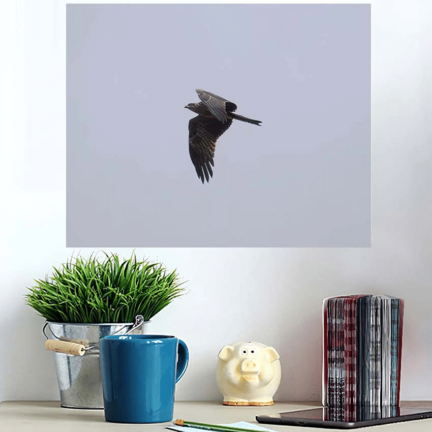 Eagle Flying Sky - Eagle Animals Poster Art Print