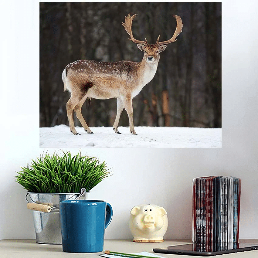 Fallow Deer Buck Majestic Powerful Adult - Deer Animals Poster Art Print