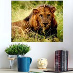 Fantastic Animals Wild Life Picture Lion - Lion Animals Poster Art Print