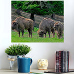 Family Bison Grazing On Pastures Aurochs - Bison Animals Poster Art Print