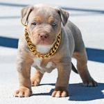 Thugpet Thick Cuban Dog Gold Chain Pet Collar