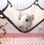 Breathable Summer Hamster Squirrel Hanging Hammock Swing Pet Cage Sleeping Bed Fresh Pure Color Design Mesh Cloth Small Nest
