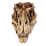 Dinosaur Skull Fossil Decoration
