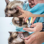Cat Grooming Anti Scratch Bag Mesh - menzessential