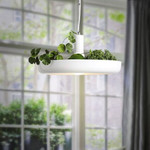 Lagerfeld - Nordic Plant Pendant Lights - menzessential