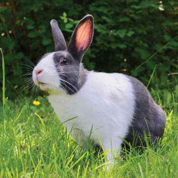 best-products-for-rabbits