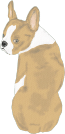 Boston terrier brown
