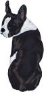 Boston terrier Black